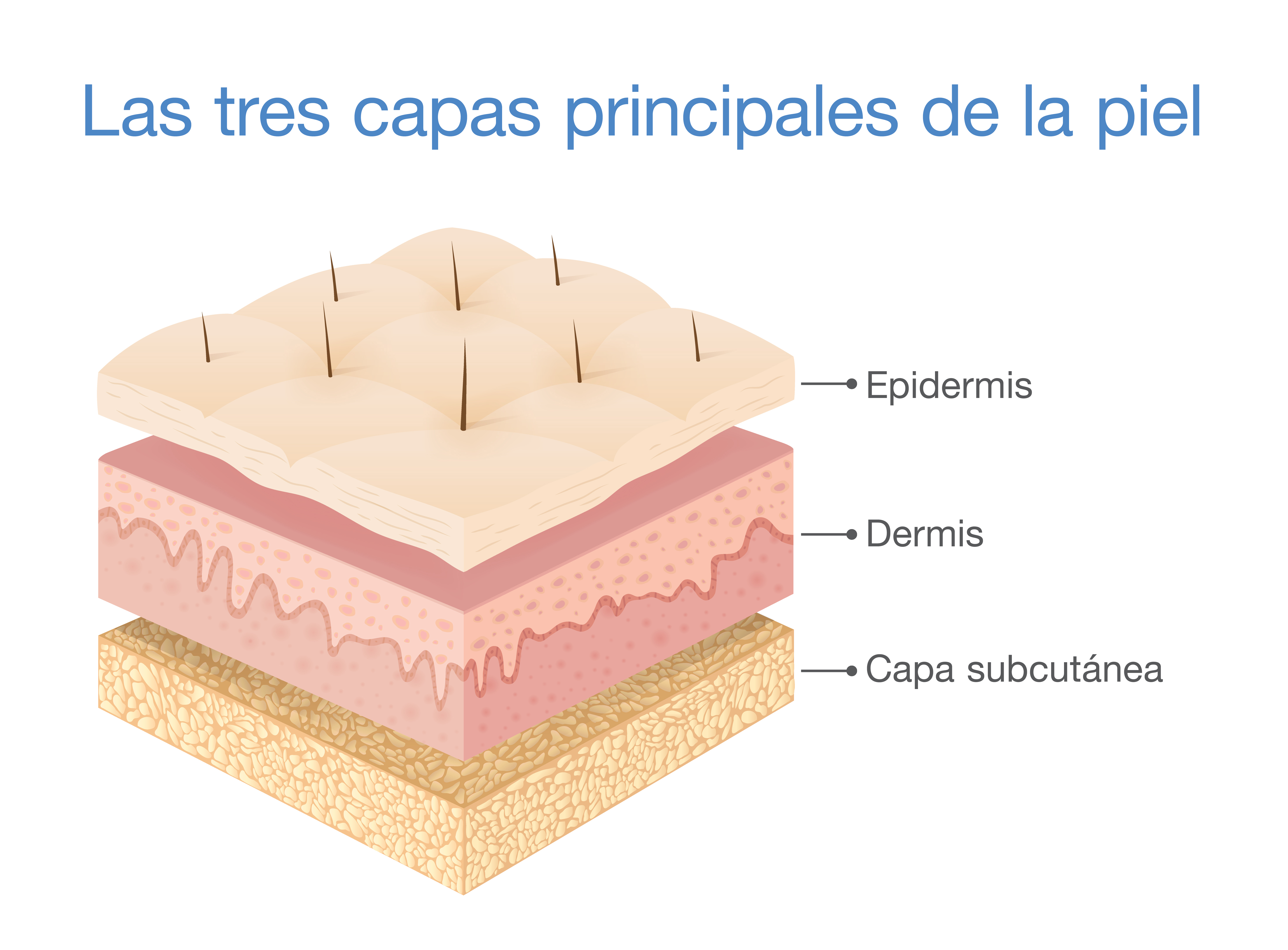 Three main layers of the human skin.
